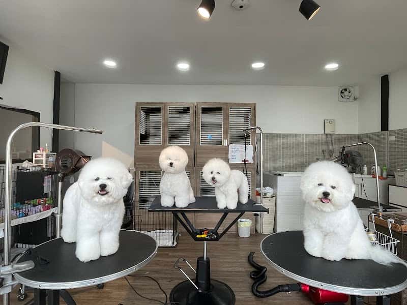 Aquadog Salon