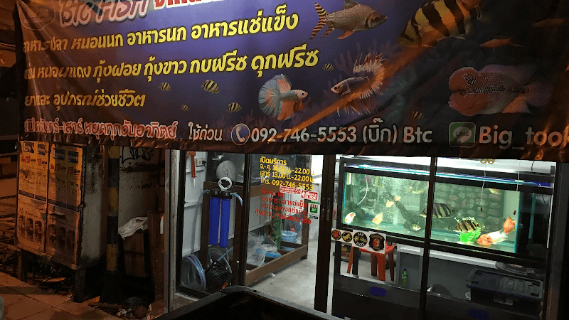 BTC FISH