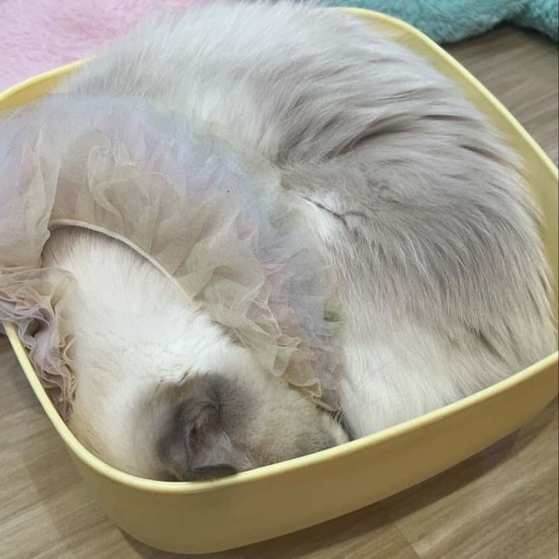 Candy Cat Cafe Victory Hub