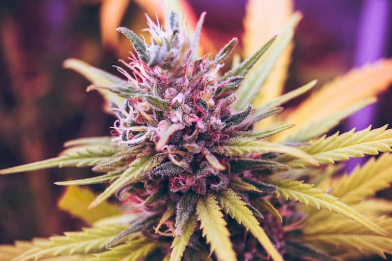 Cannabis Sukhum