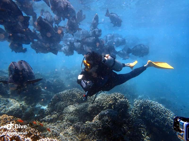 DiveMate Scuba Diving Club | สอนดำน้ำ ทริปดำน้ำ อุปกรณ์ดำน้ำ