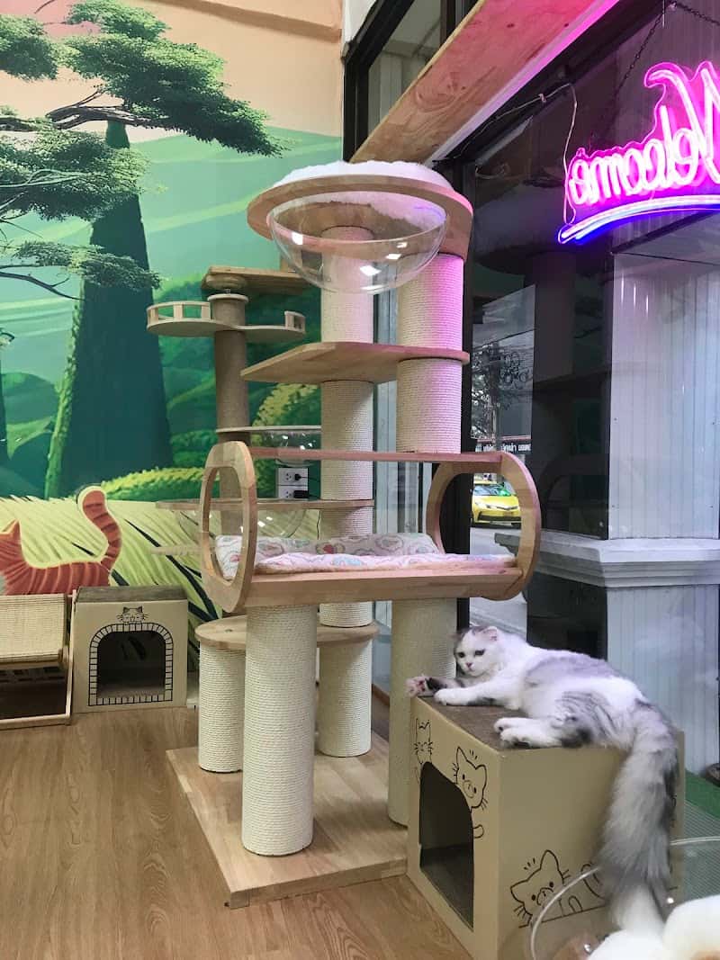 คาเฟ่แมว fafin cat cafe
