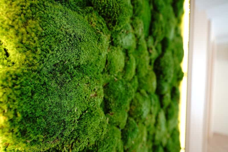 Forest Massage & Spa Onsen (Thonglor)