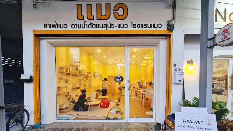 Gume Cat Cafe อาบน้ำ-ตัดขน(หมา&แมว) โรงแรมรับฝาก ราคาถูก คาเฟ่แมว