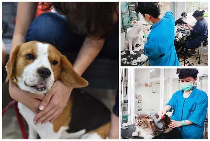 PAWFESSIONALS Grooming Spa & Pet shop