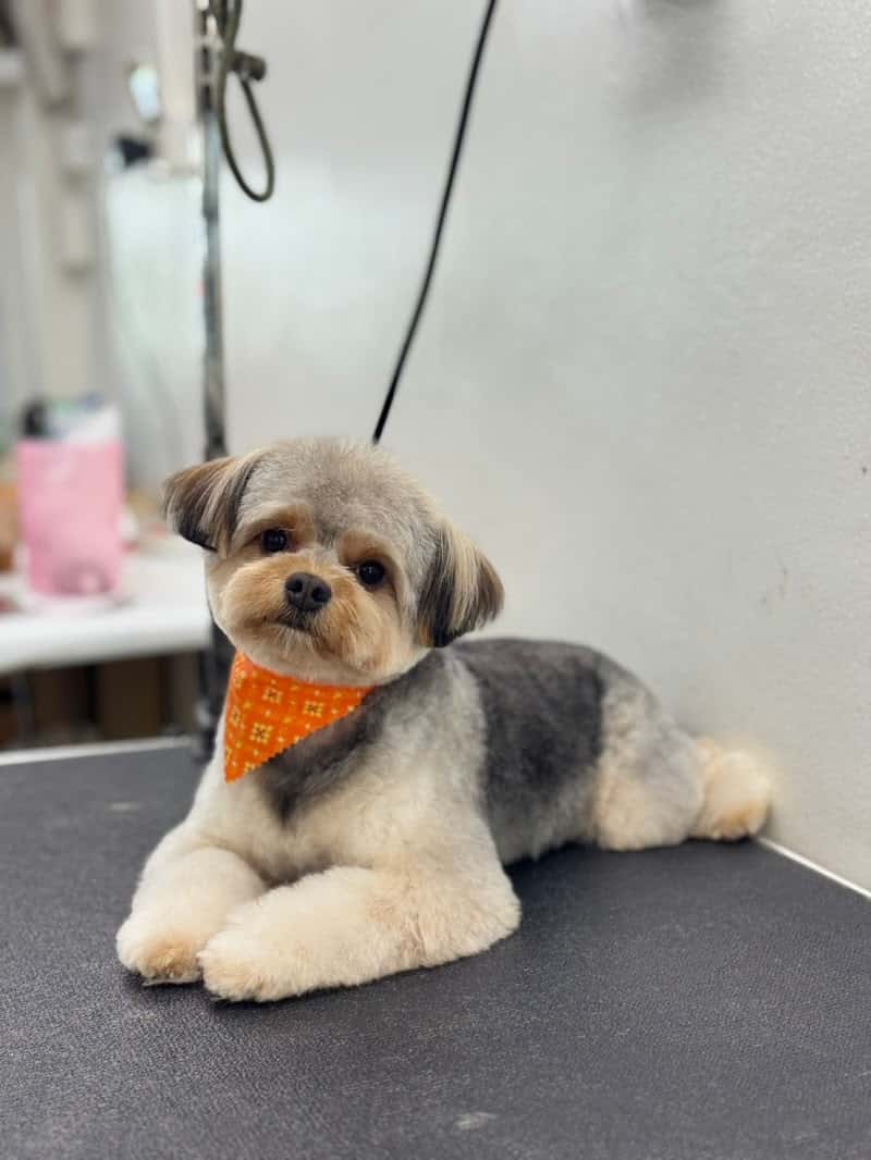 Perfectdog petshop and school
