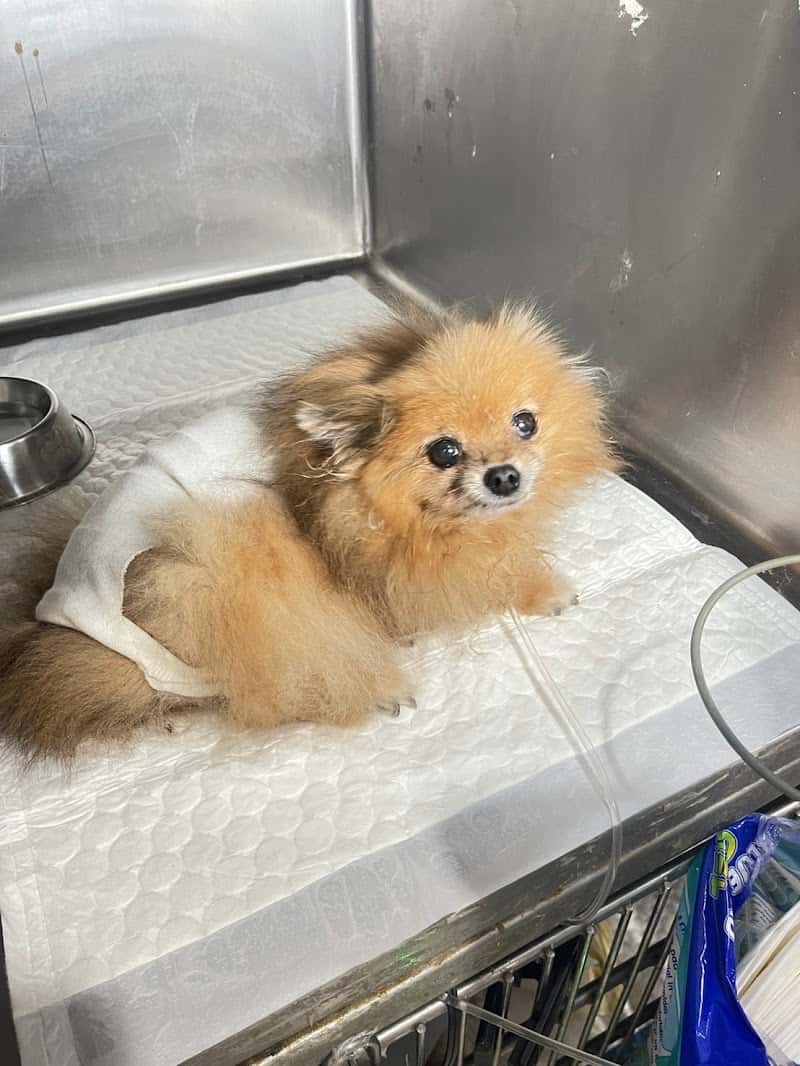SLV Pet Hospital
