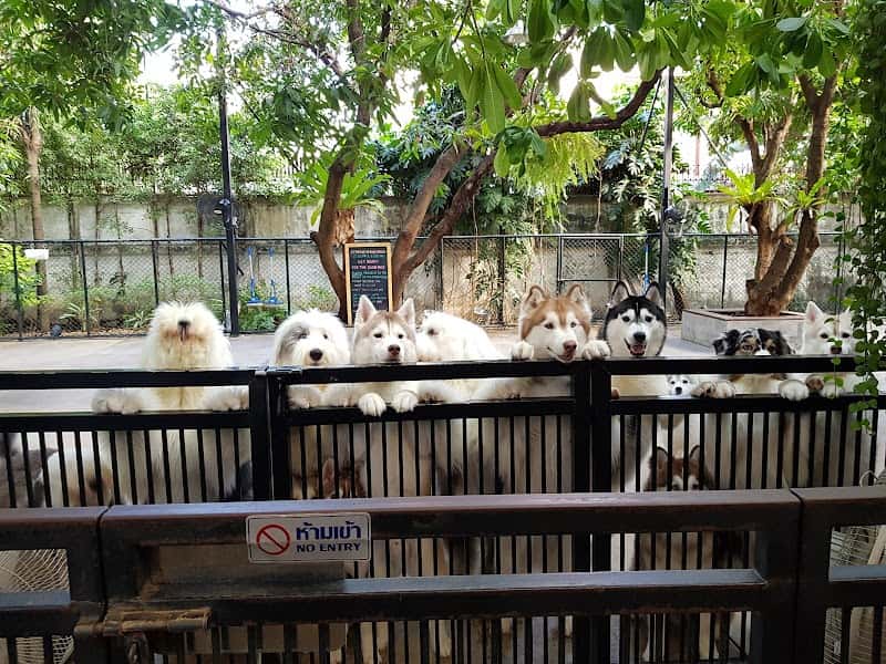 TrueLove @ Neverland (Husky Cafe)