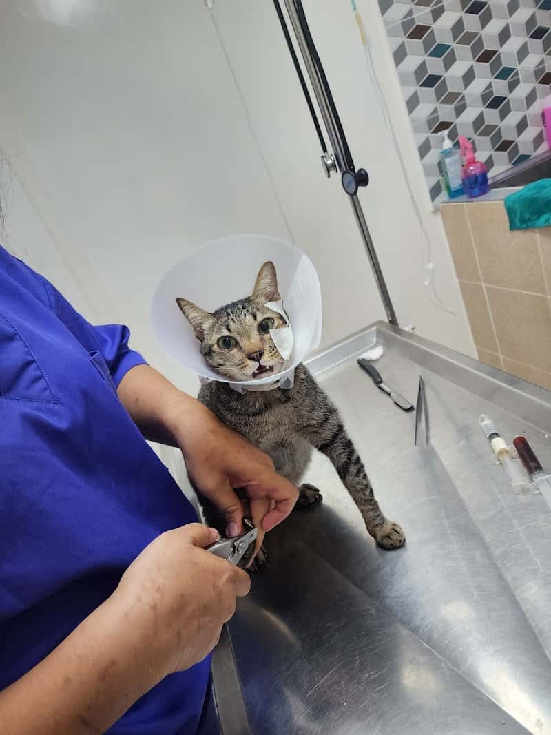 Wittawat Animal Clinic