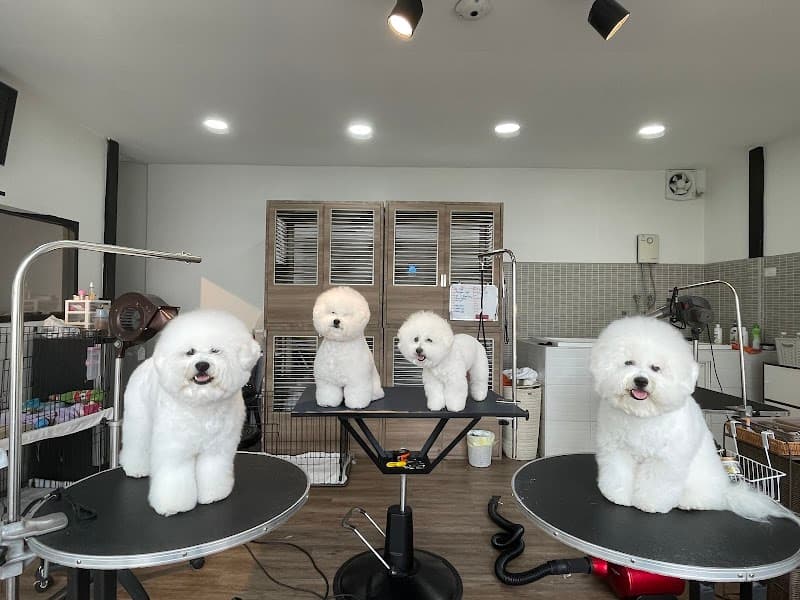 Aquadog Salon