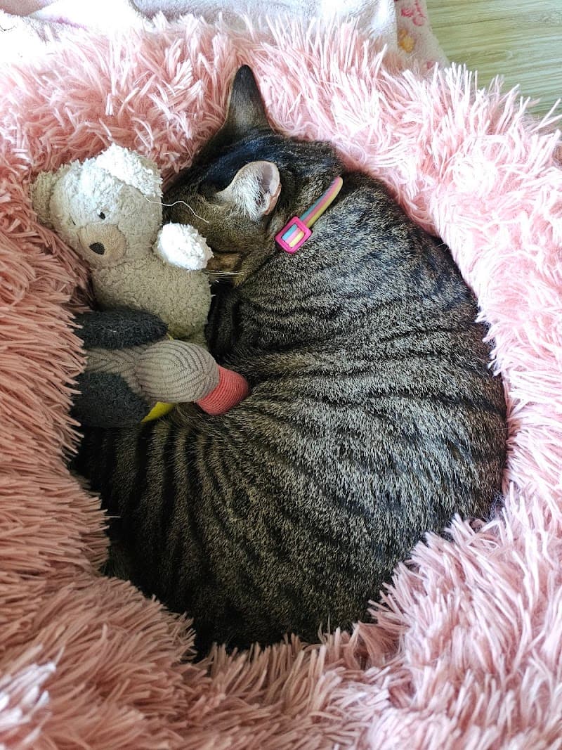 Bang Rak Animal Hospital