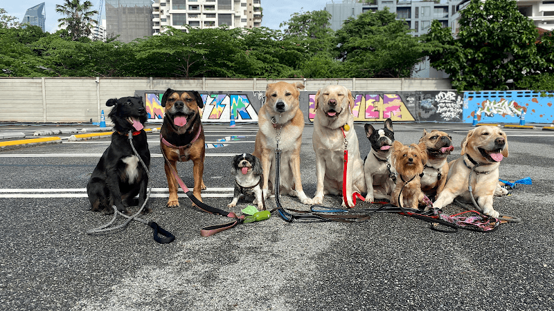 Bkkdogster Pet Hotel