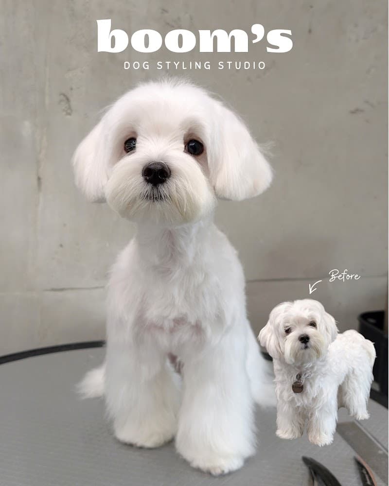 Boom’s Dog Styling Studio