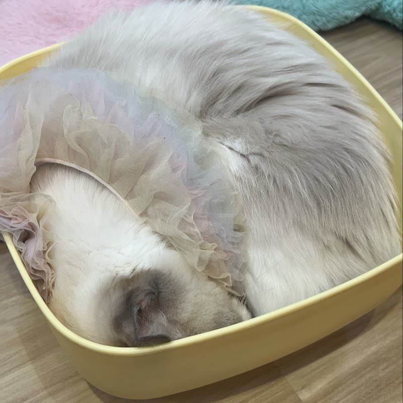 Candy Cat Cafe Victory Hub อนุเสาวรีย์ชัยสมรภูมิ