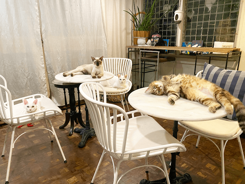 CatNip Cafe - Since 2010