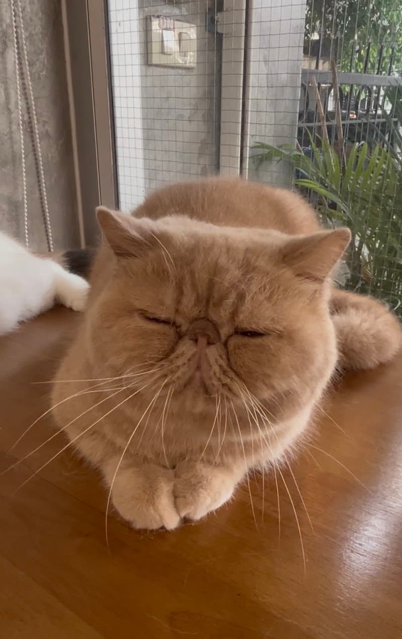 Catsody Happy Cat Grooming