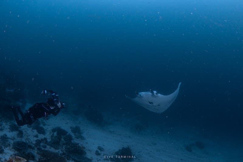 Dive Terminal Scuba Diving