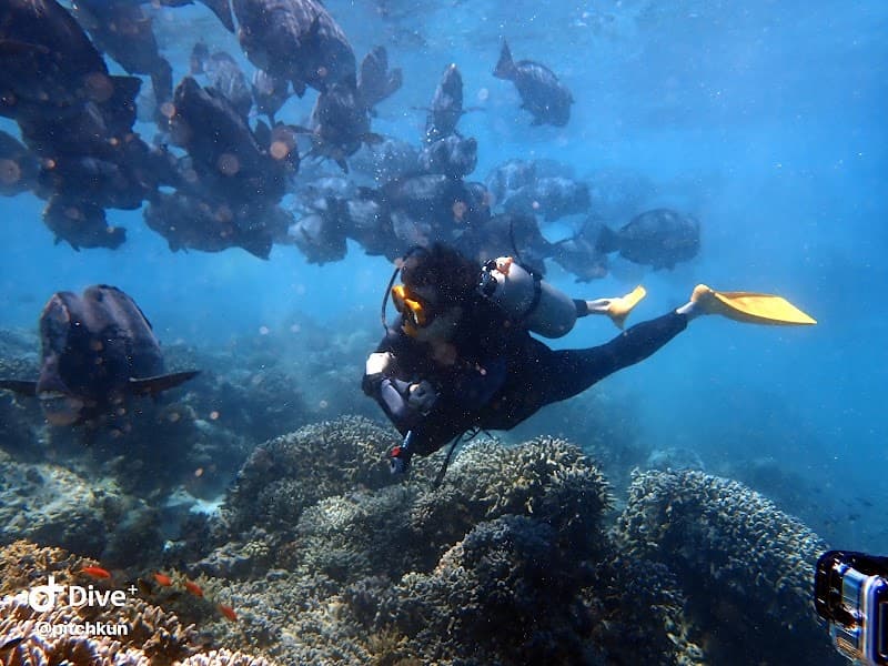 DiveMate Scuba Diving Club | สอนดำน้ำ ทริปดำน้ำ อุปกรณ์ดำน้ำ
