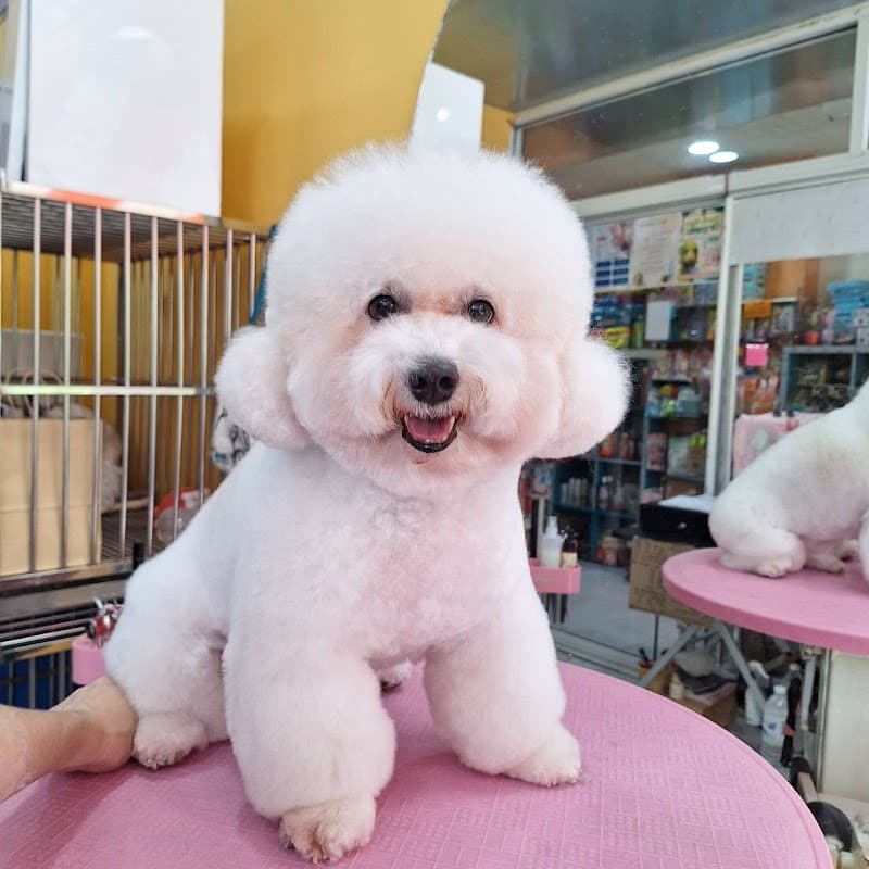 Dog Life Salon BKK