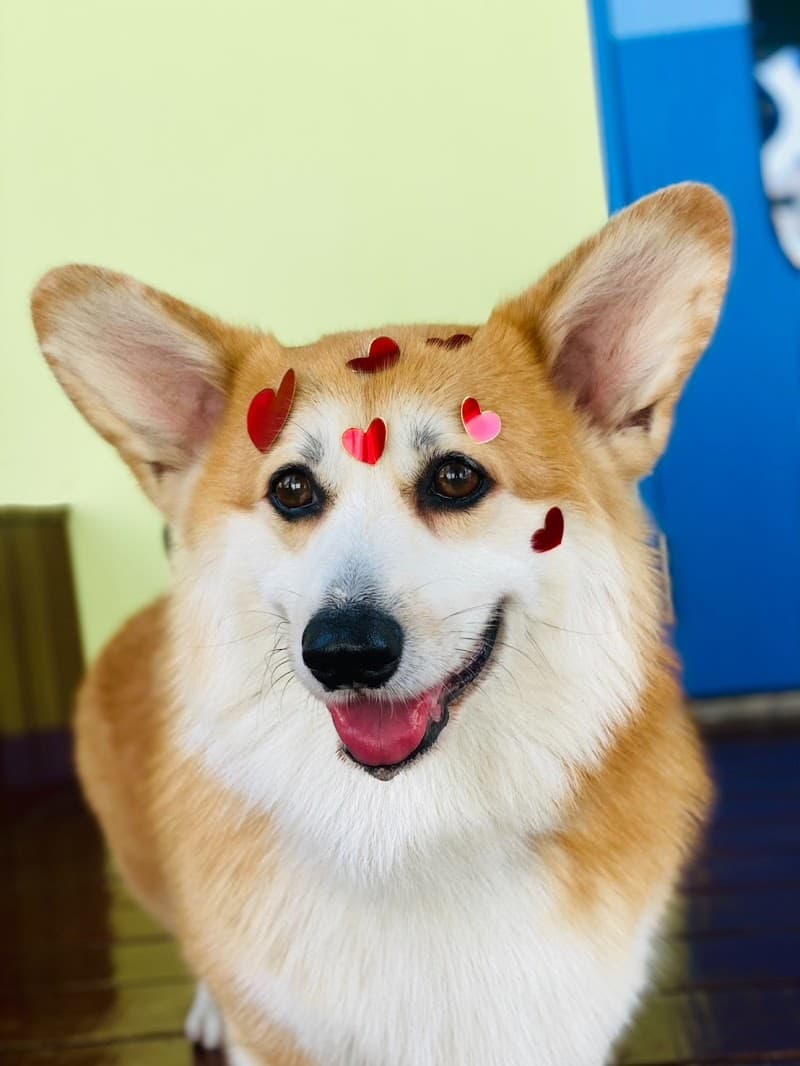 Essentails Dog Enrichment Center – Daycare, Training & Boarding in Bangkok