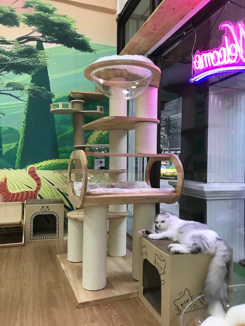 คาเฟ่แมว fafin cat cafe
