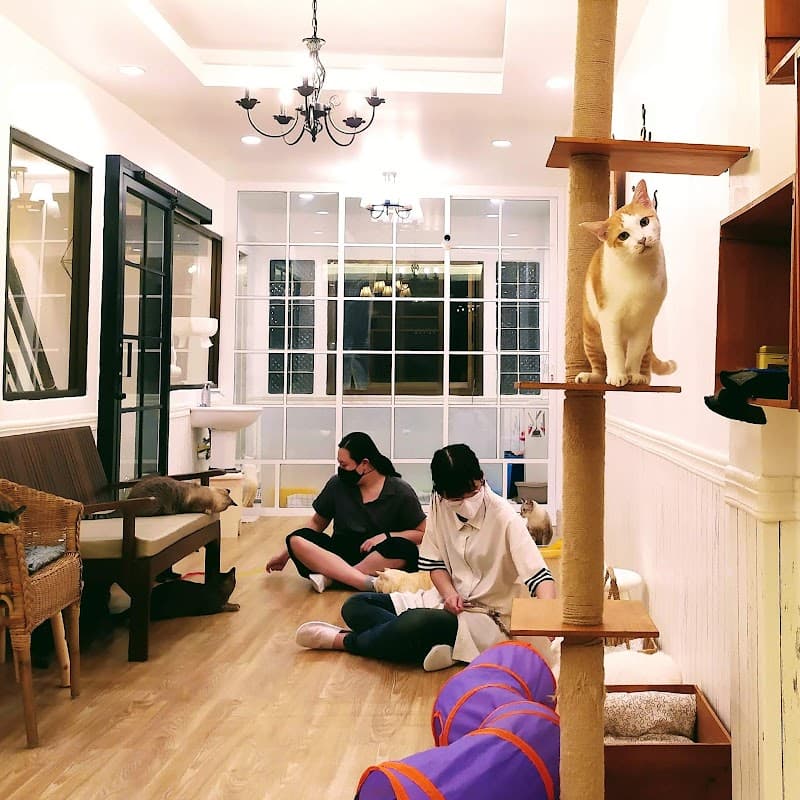 Mohu Mohu Cat Café