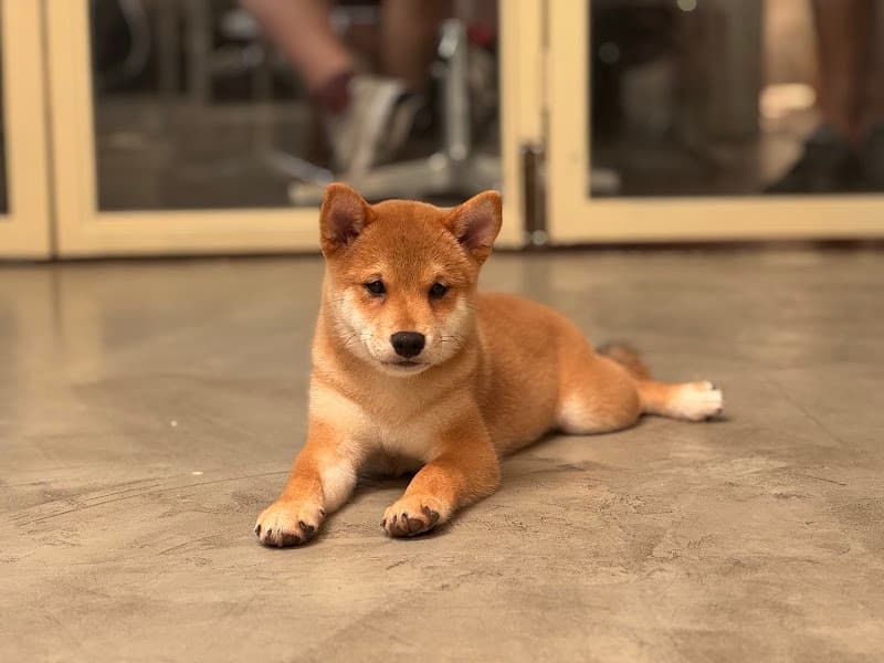 Oxygen Pet Grooming อาบน้ำตัดขน สาขาสุขุมวิท36