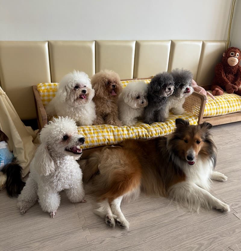 Pawmehome อาบน้ำตัดขนหมา grooming services & dog day care & dog training center & boarding dog hotel