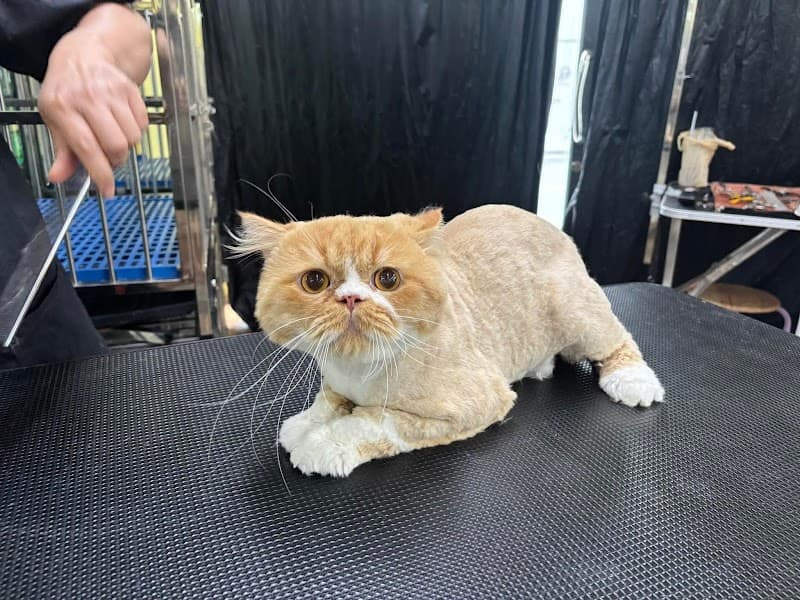 แสนรู้ • Pet shop •Grooming •Pet hotel อารีย์-สะพานควาย