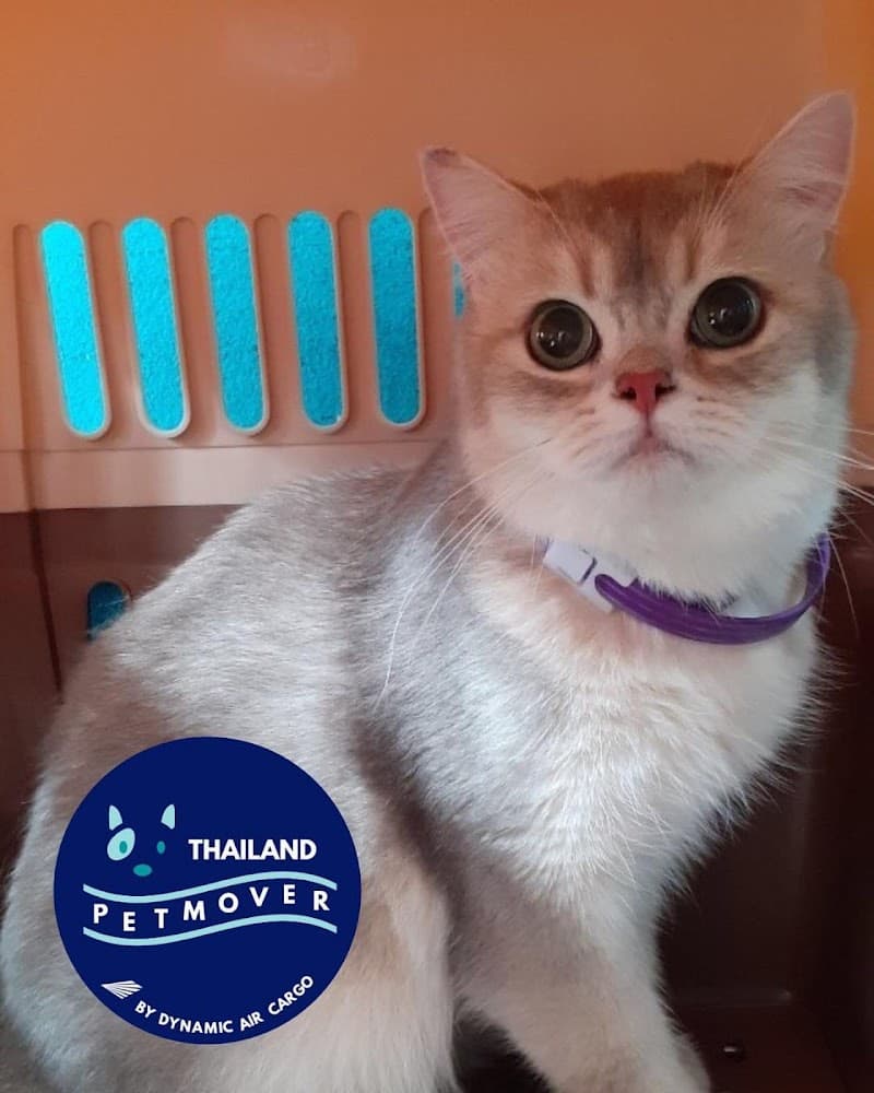 Thailand Pet Mover