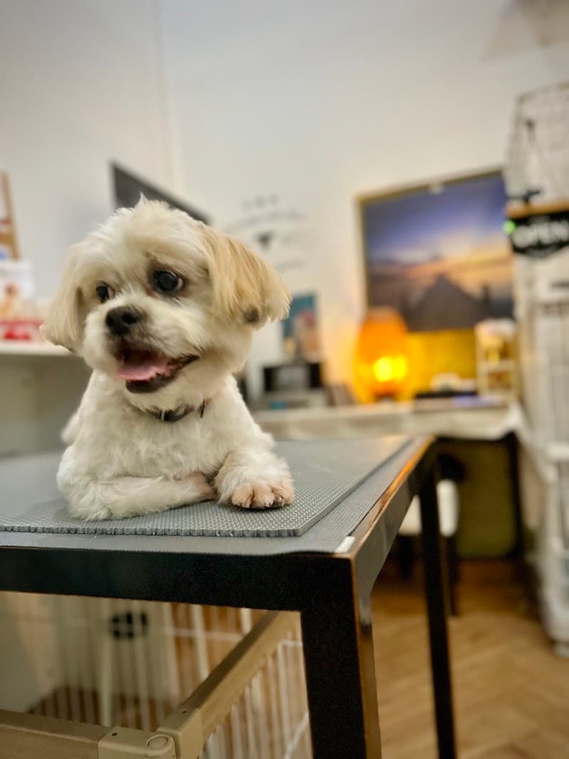 The Grooming Room Bangkok