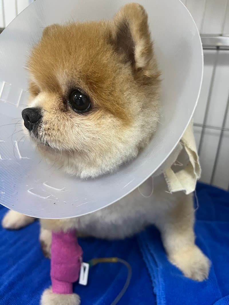 Thonglor Pet Hospital Sathon-Naradhiwas