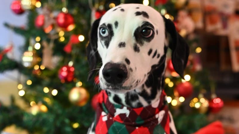 Tonson Grooming & Boarding