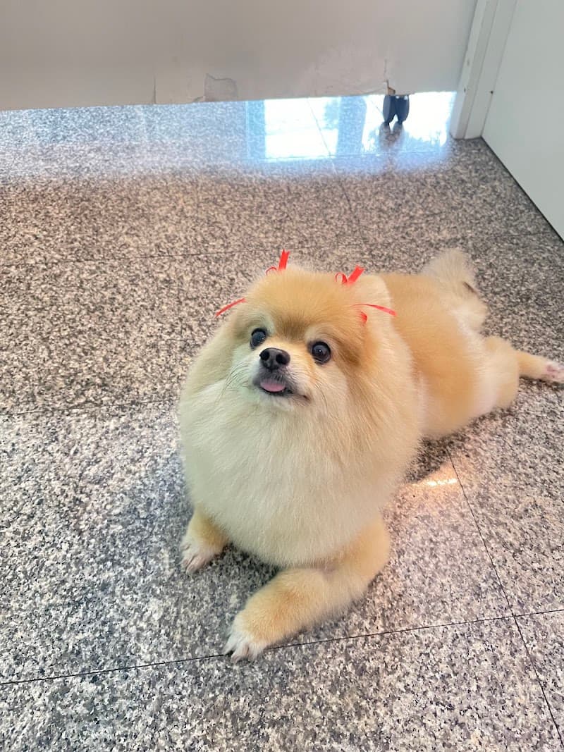 Twinkle Pet Park (For Little One Co.,Ltd.)