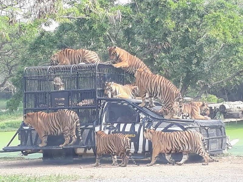 Van service transfer bangkok​