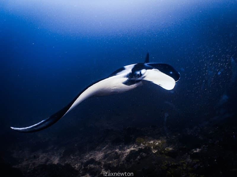 Wahoo Diving Adventures - PADI 5 Star IDC