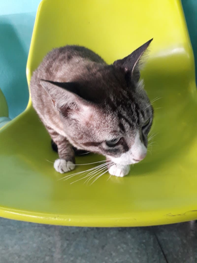 Phra Khanong Veterinary